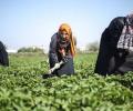 عمل النساء في غزة (صورة أرشيفية)