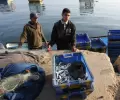 الاحتلال يرحم أهل غزة موسم السردين