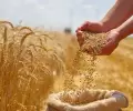 حبوب القمح