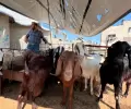 منذ بداية الحرب تمنع سلطات الاحتلال إدخال المواشي إلى قطاع غزة بشكل كامل (أرشيف)