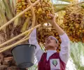 السعودية تتصدر صادرات التمور عالميا للعام الرابع
