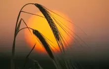 "الفاو": الحرارة تعيد رسم خريطة الزراعة وتُجبر المزارعين على هجر مهنتهم