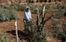 تصاعد اعتداءات المستوطنين في الضفة الغربية (أرشيف)