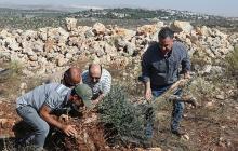 الاحتلال يمارس تصحيراً ممنهجاً للأراضي الفلسطينية عبر عمليات اقتلاع وتجريف منظمة