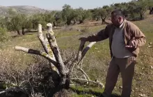 تصاعد اعتداءات المستوطنين بحق المواطنين وممتلكاتهم في الضفة الغربية (أرشيف)