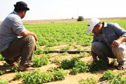 مزارعون يتطلعون إلى موسم زراعي ناجح في أراضيهم "المحاذية للسياج"
