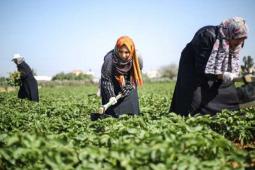 عمل النساء في غزة (صورة أرشيفية)