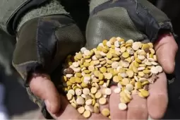 قوات الاحتلال تستخدم طرقا وأساليب متنوعة لتهريب المخدرات إلى قطاع غزة