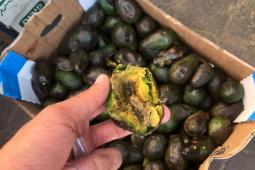 إتلاف 112 كيلو من الأفوكادو في سوق الزاوية بغزة