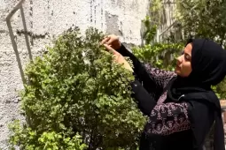 صورة من الأرشيف