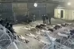 من المقطع المصور الذي وثق جريمة الاعتداء على أسير فلسطيني داخل سجن "سدي تيمان"