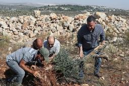 الاحتلال يمارس تصحيراً ممنهجاً للأراضي الفلسطينية عبر عمليات اقتلاع وتجريف منظمة