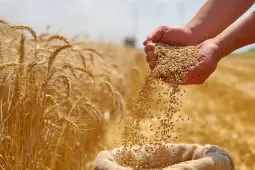 حبوب القمح