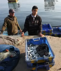 الاحتلال يرحم أهل غزة موسم السردين