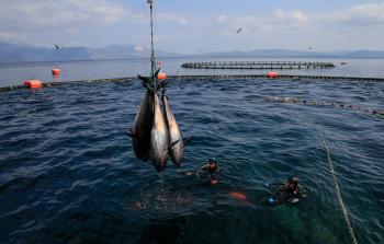 غواصون يتخذون الغوص مهنة لكسب عيشهم (الأناضول)