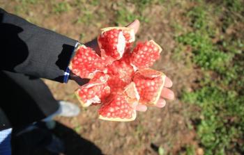 يطلق على الرمان فاكهة الجنة (الأناضول)