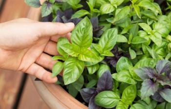 ​الريحان صيدلية في منزلك!