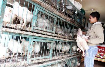 مزرعة دواجن بغزة (أرشيف)