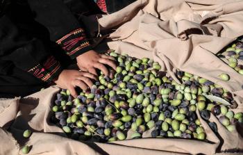 موسم الزيتون في فلسطين (أ ف ب) 