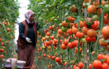 ارتفاع أسعار البندورة في السوق المحلي