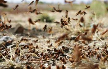 مكافحة الجراد تحتاج إلى طائرات تطير على مستويات عالية