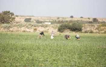 مزارعون فلسطينيون يعملون في إحدى محررات القطاع (أرشيف)