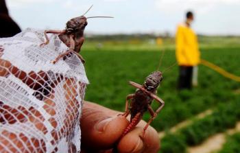 تم الإعلان عن الخط الساخن 0595613383