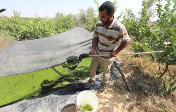 نبات الأزولا يُعد من السرخسيات ضمن عائلة السالفينية