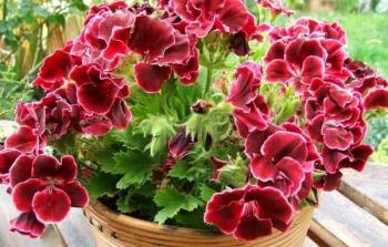 يستخدم هذا النوع من الأزهار بالطب الشعبي