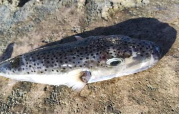 سمكة الأرنب