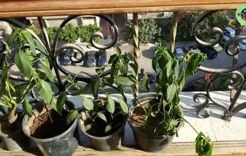 وضع النباتات في أماكن مظلمة يمكن أن يؤدي إلى موتها