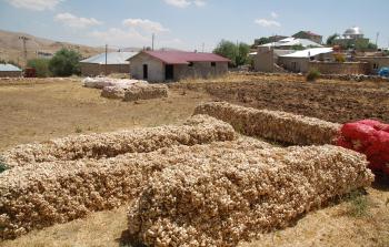 الثوم في  قرية 