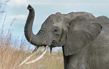 صورة تعبيرية