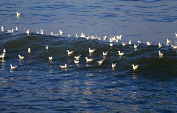 طيور النورس على بحر غزة - (أ ف ب)