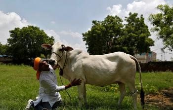 الهندوس يقدسون البقر ويعملون على منع المسلمين من ذبحه وحلبه (وريترز)