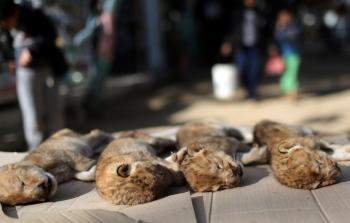 الأشبال الأربعة النافقة في حديقة حيوانات خاصة في رفح