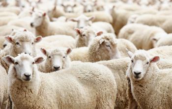 صورة أرشيفية