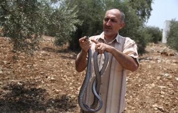 ناصيف يمسك بأحد الأفاعي (الأناضول)