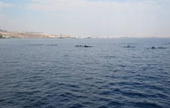 مجموعة من الدلافين أمام شواطئ أم الرشاش 