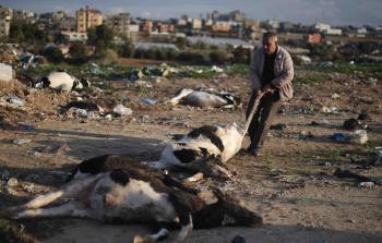 الحمي القلاعية تتسبب بنفوق المواشي في غزة (الأناضول)