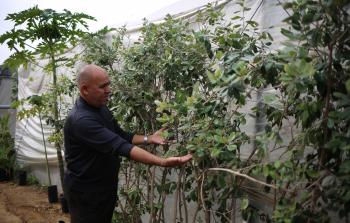 جانب من زراعة نبات الفيجوا بغزة (الأناضول)