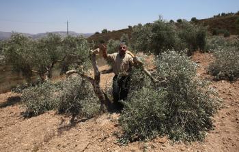 مواطن يتفقد أشجار الزيتون التي اقتلعها المستوطنون اليوم (الأناضول)