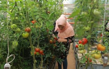 الزراعة المائية (الهيدروبونيك) هي أحد الأنظمة الزراعية الحديثة