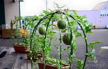 زراعة البطيخ على أسطح المنازل