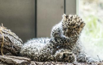 فهود بحديقة حيوانات في فيينا مهددة بالانقراض 