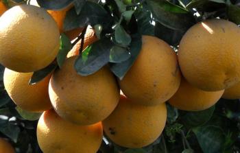 احتياجات القطاع من الحمضيات تصل إلى 35 ألف طن