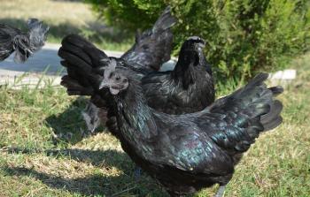 دجاج أسود (الأناضول)