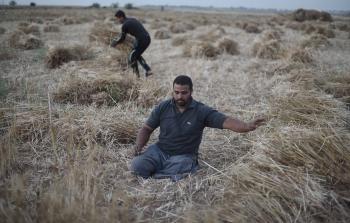 الشاب لؤي النجار يحصد القمح (الأناضول)