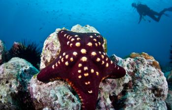 كائنات بحرية نادرة 