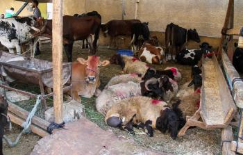 جانب من الأضاحي في مصر (الأناضول)